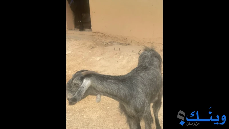 سخله عشار شهرين وشوي